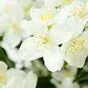 Jasmine