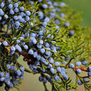 Juniper