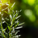 Rosemary