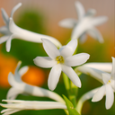Tuberose