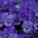 Violet