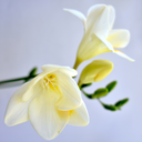 Freesia