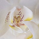 Orchid
