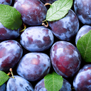 Plum