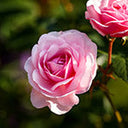 Rose Pink