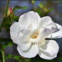 White Rose