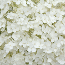 White Flowers