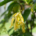 Ylang Ylang